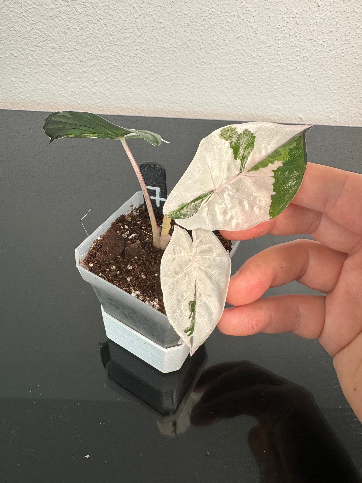 Alocasia Yucatan Princess FoxerasPlants