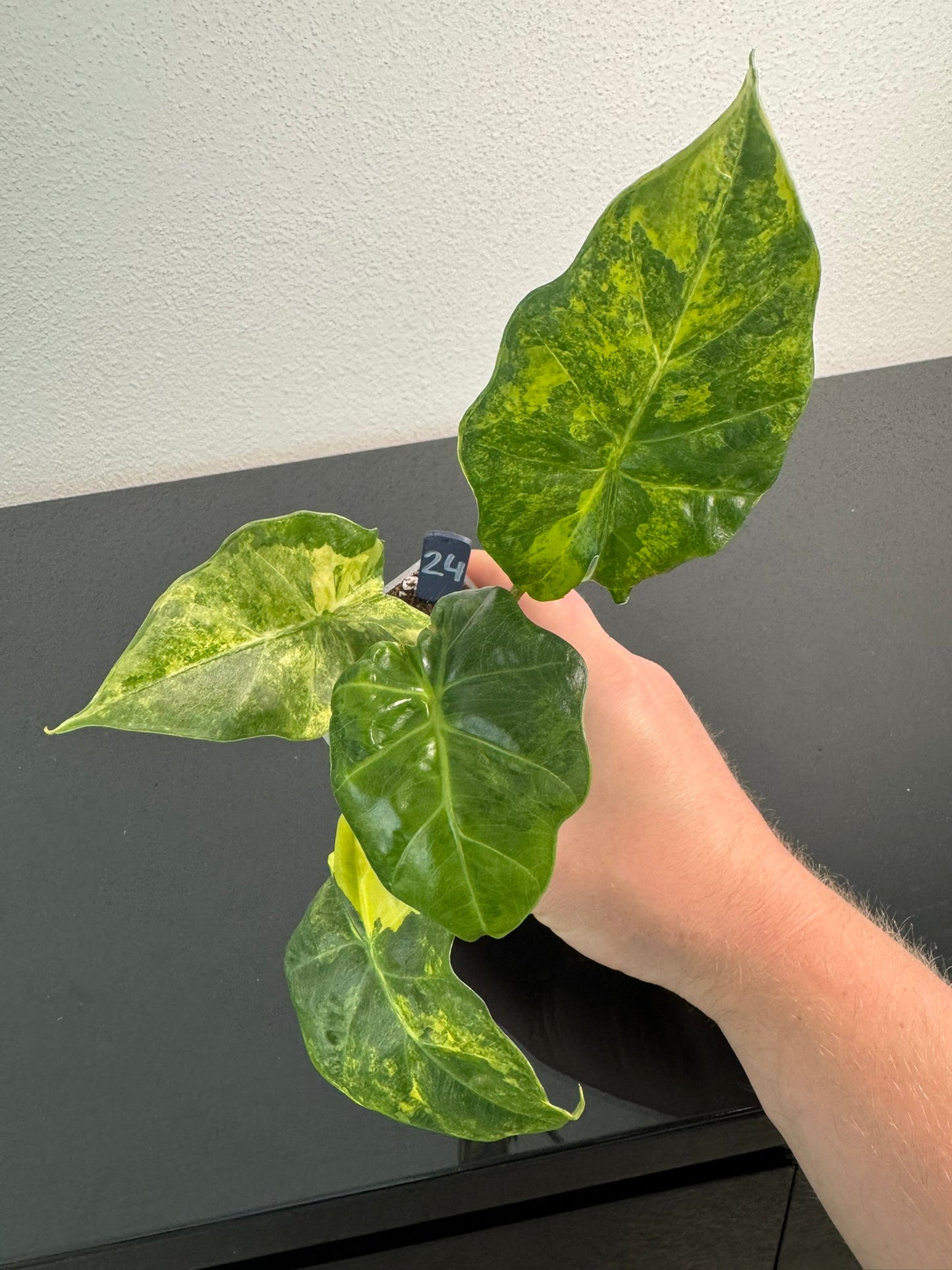 Alocasia Portodora Aurea FoxerasPlants