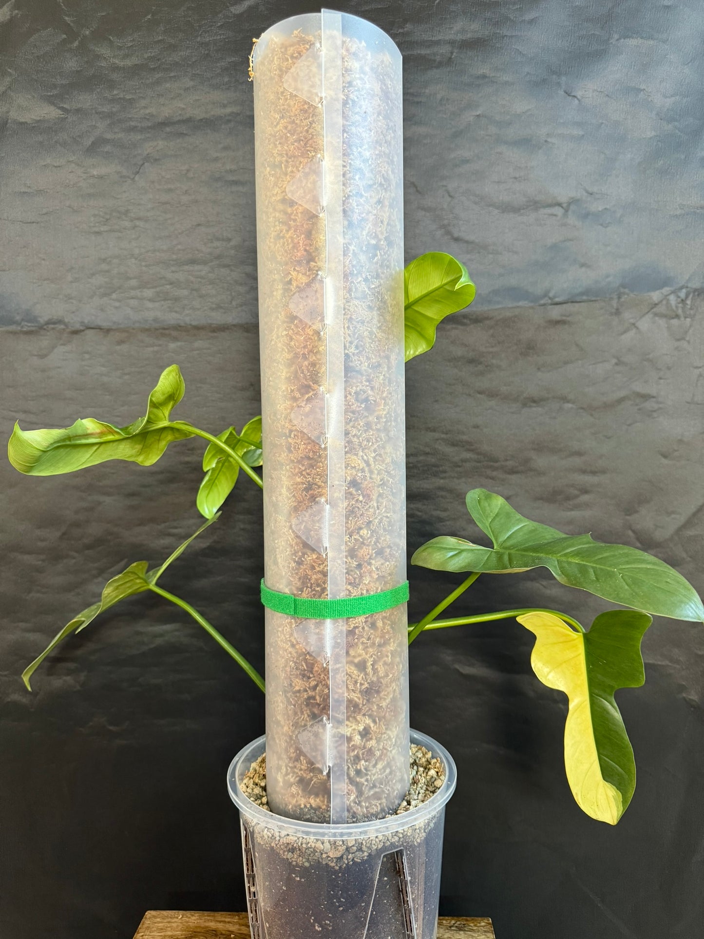 Moos-Stab / Moss-Pole 60cm lang 10cm breit