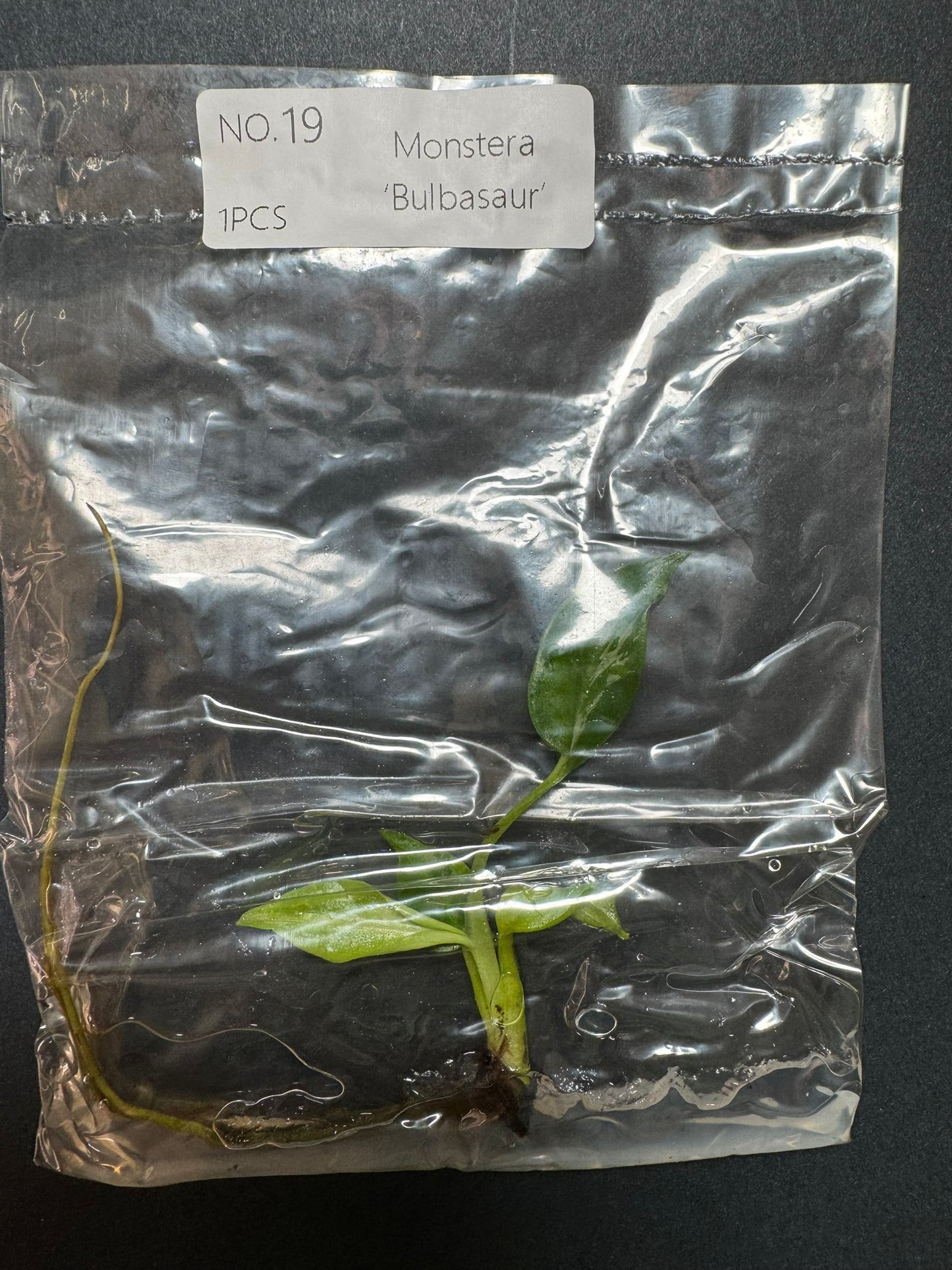 Monstera Bulbasaur TC (im Beutel) FoxerasPlants