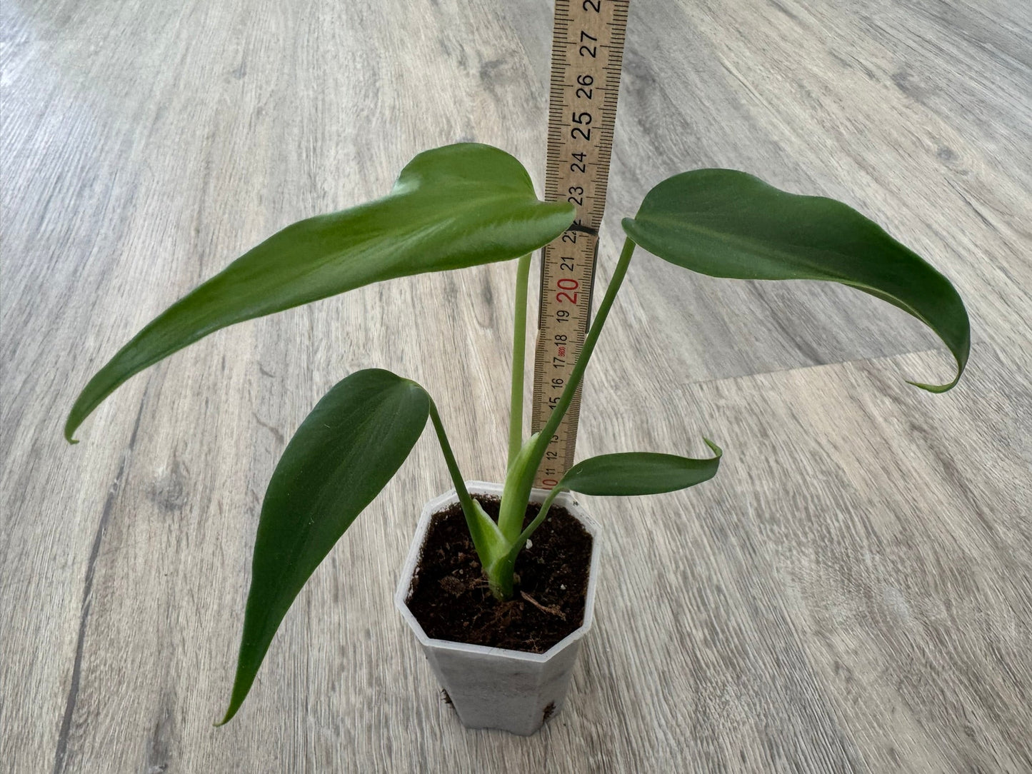Monstera Burle Marx Flame FoxerasPlants