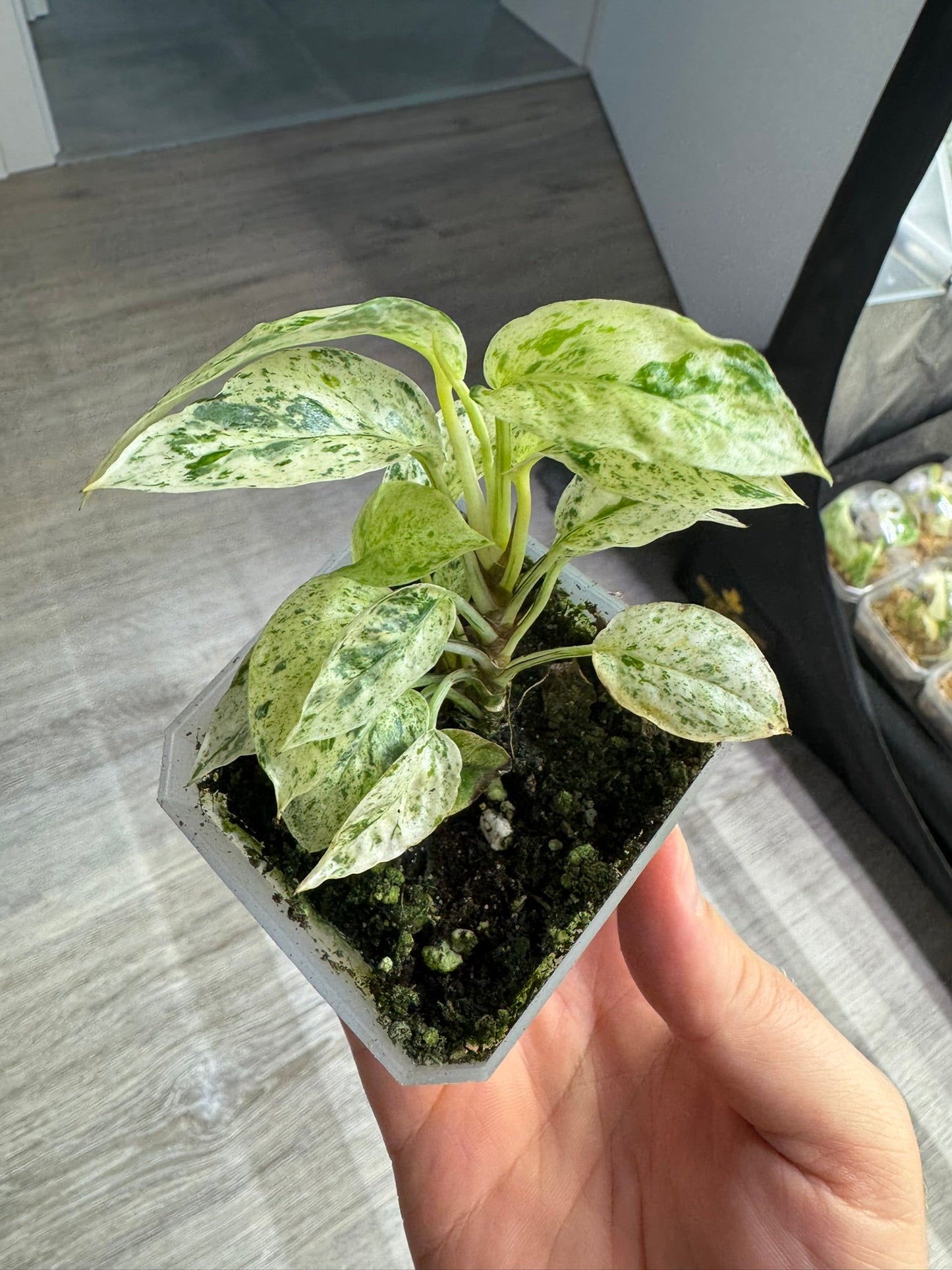Epipremnum SP Bali Hanoman akklimatisiert FoxerasPlants