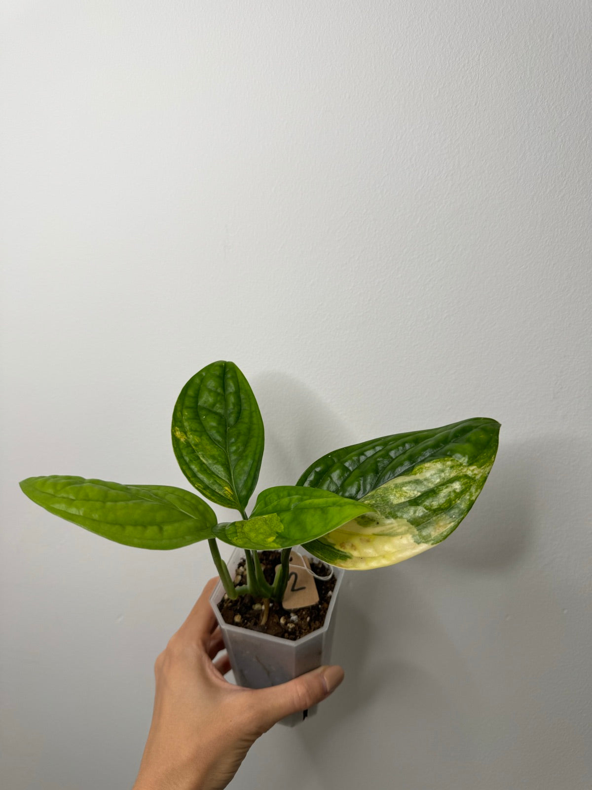 Monstera Karstenianum Variegata