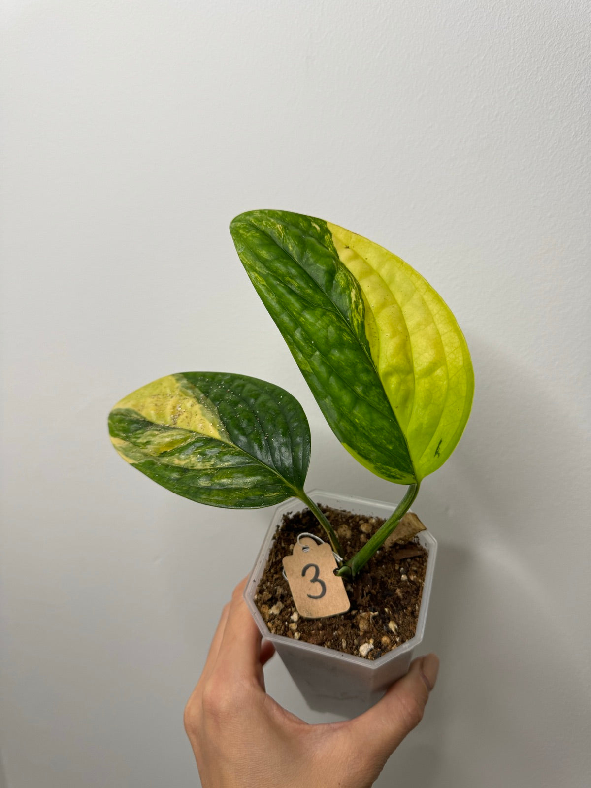 Monstera Karstenianum Variegata