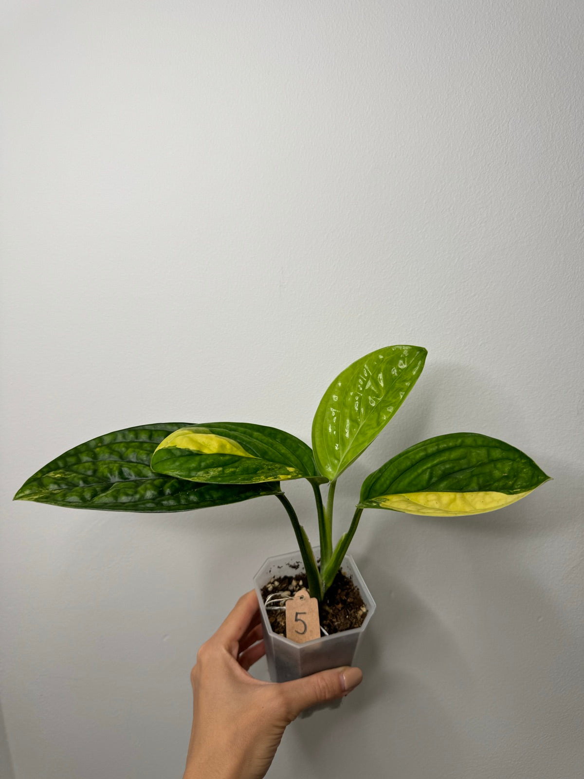 Monstera Karstenianum Variegata