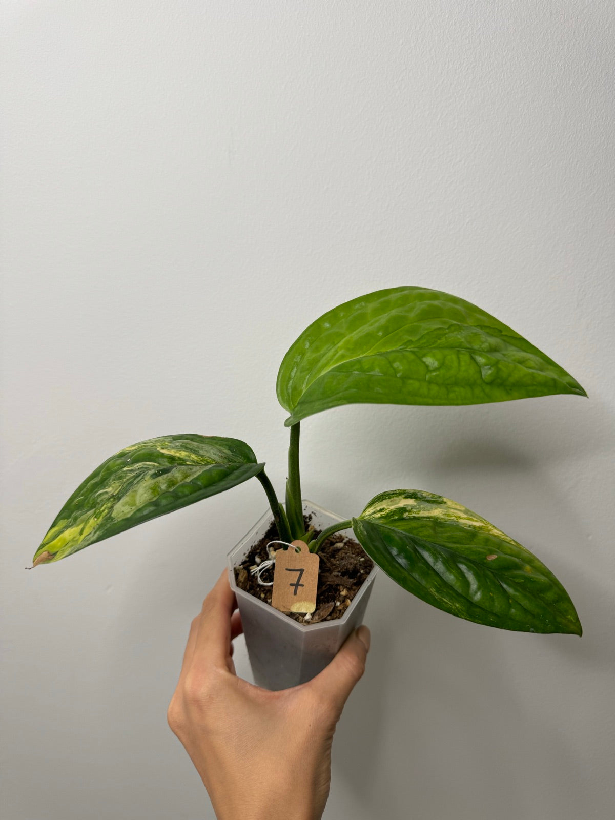 Monstera Karstenianum Variegata