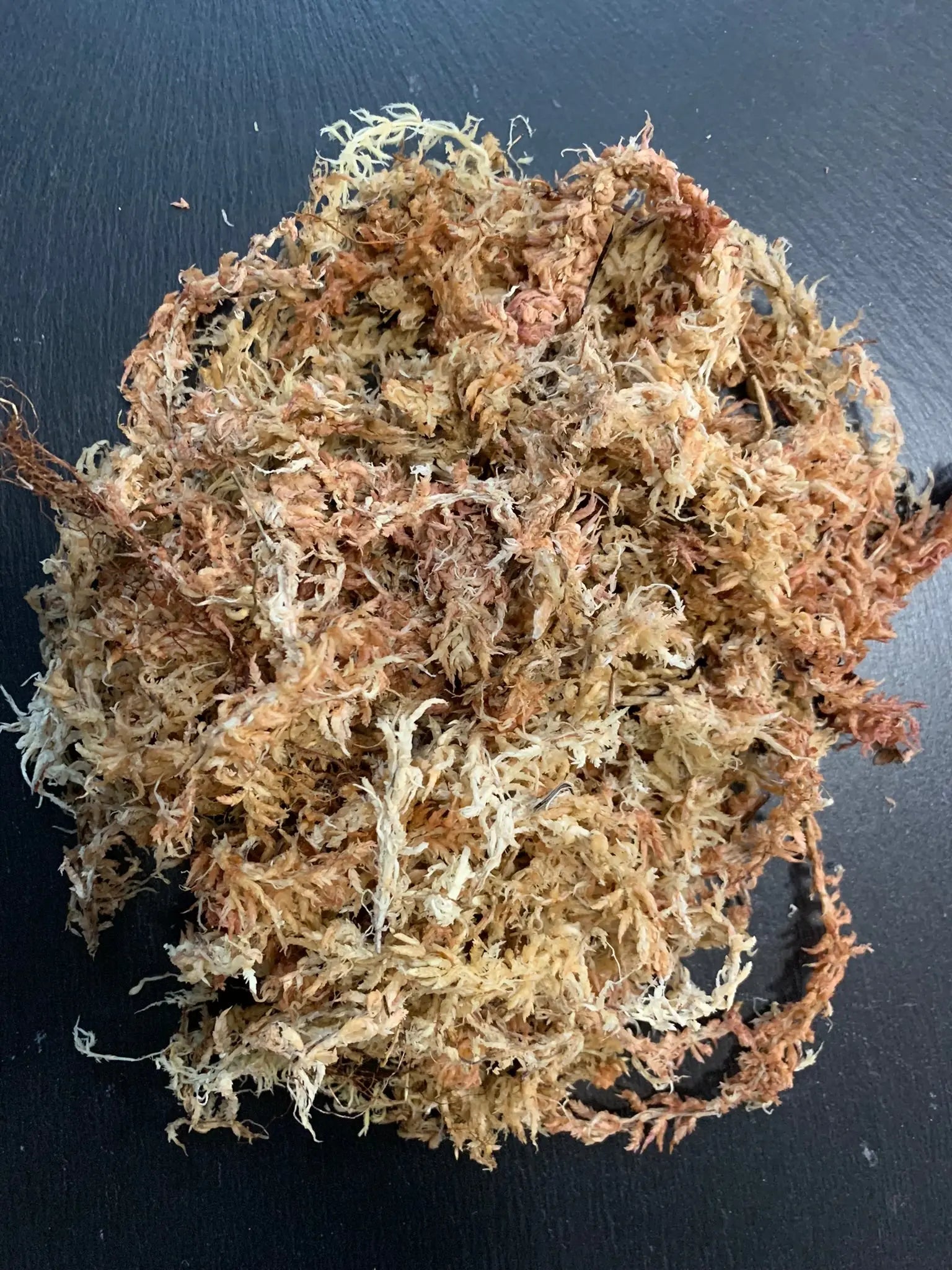 Sphagnum Moos Zur Bewurzelung Von Stecklingen Und Rhizomen Sphagnum Moos Zur Bewurzelung Von Stecklingen Und Rhizomen