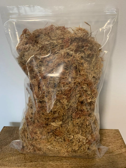 Sphagnum Moos zur Bewurzelung von Stecklingen und Rhizomen Foxeras Plants