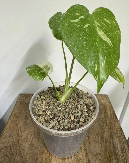 Transparente runde Pflanzentöpfe in 3 Größen Foxeras Plants