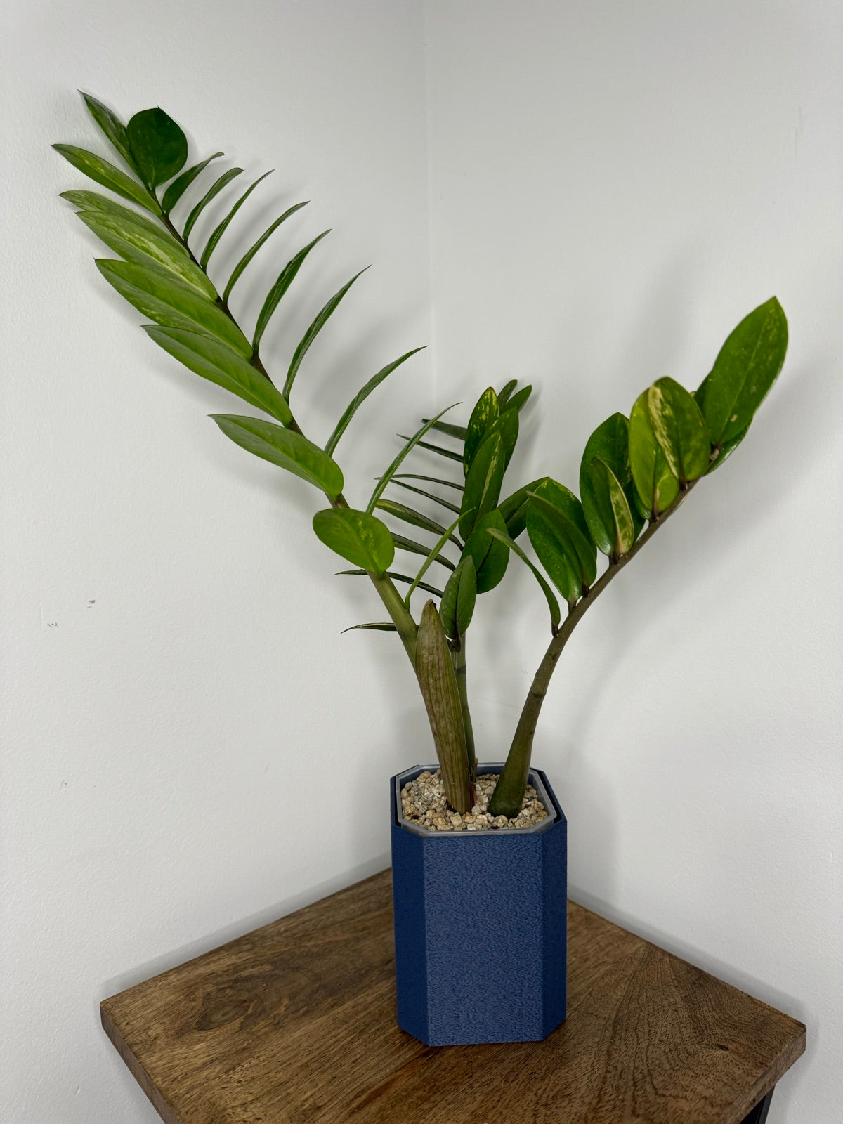 Eckige Übertöpfe (passend für eckige Innentöpfe) FoxerasPlants