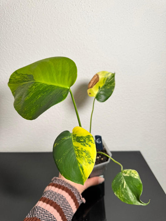 Monstera Deliciosa Borsigiana Aurea FoxerasPlants