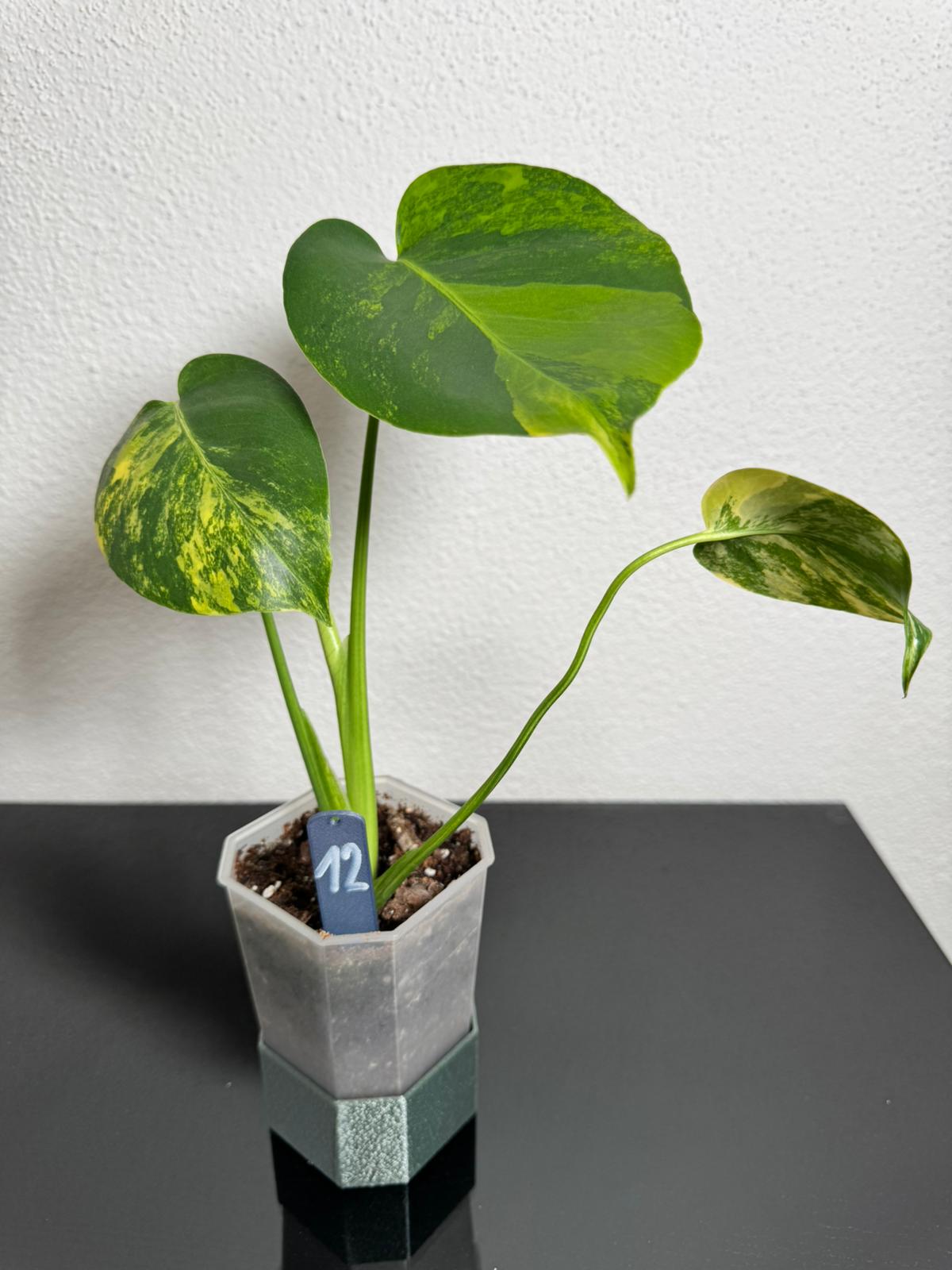 Monstera Deliciosa Borsigiana Aurea FoxerasPlants