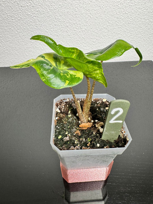 Alocasia Stingray Aurea