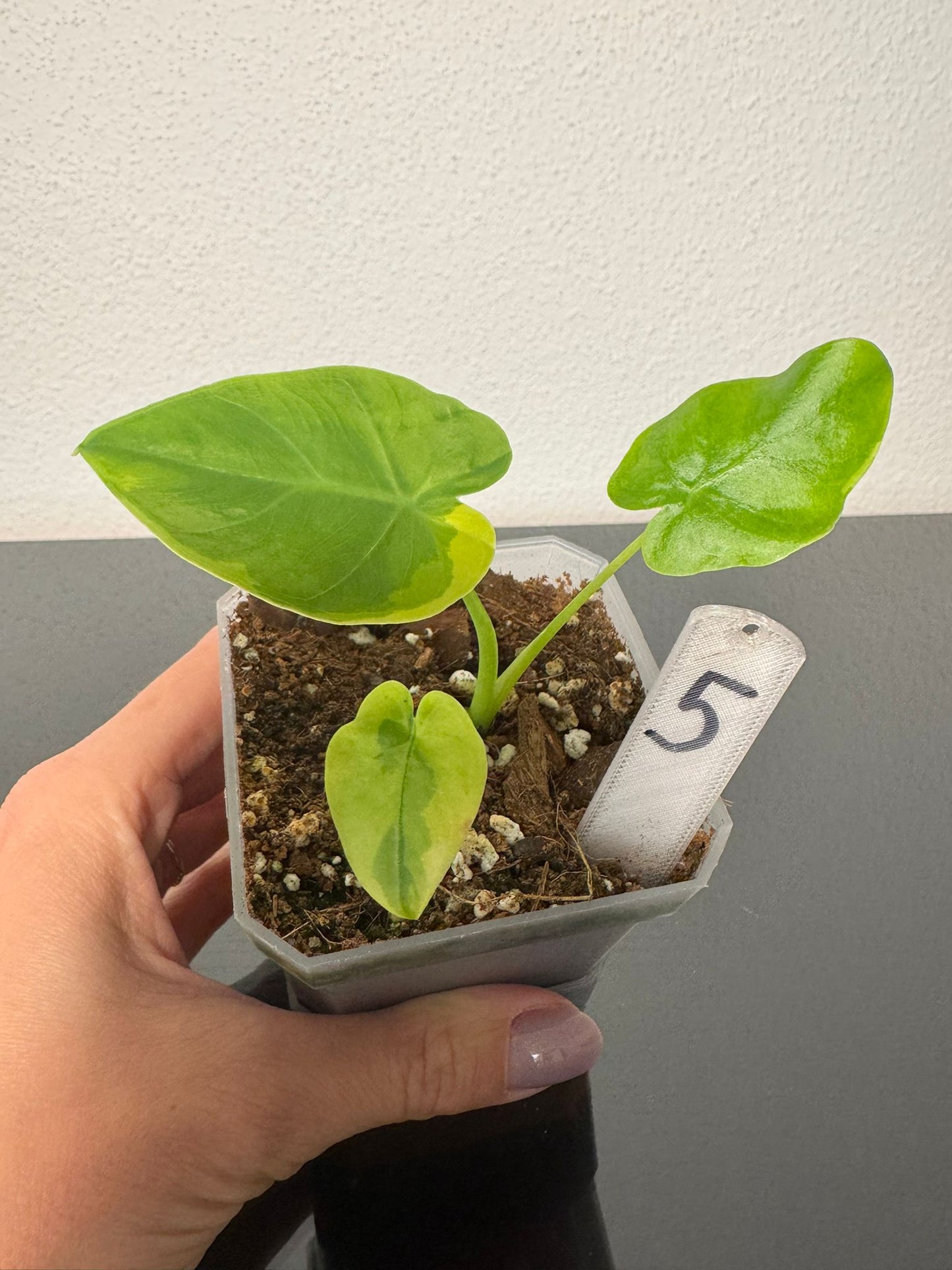 Leucocasia Gigantea Aurea