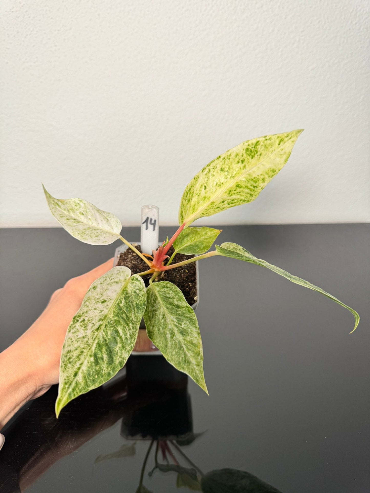 Anthurium Hookeri Variegata