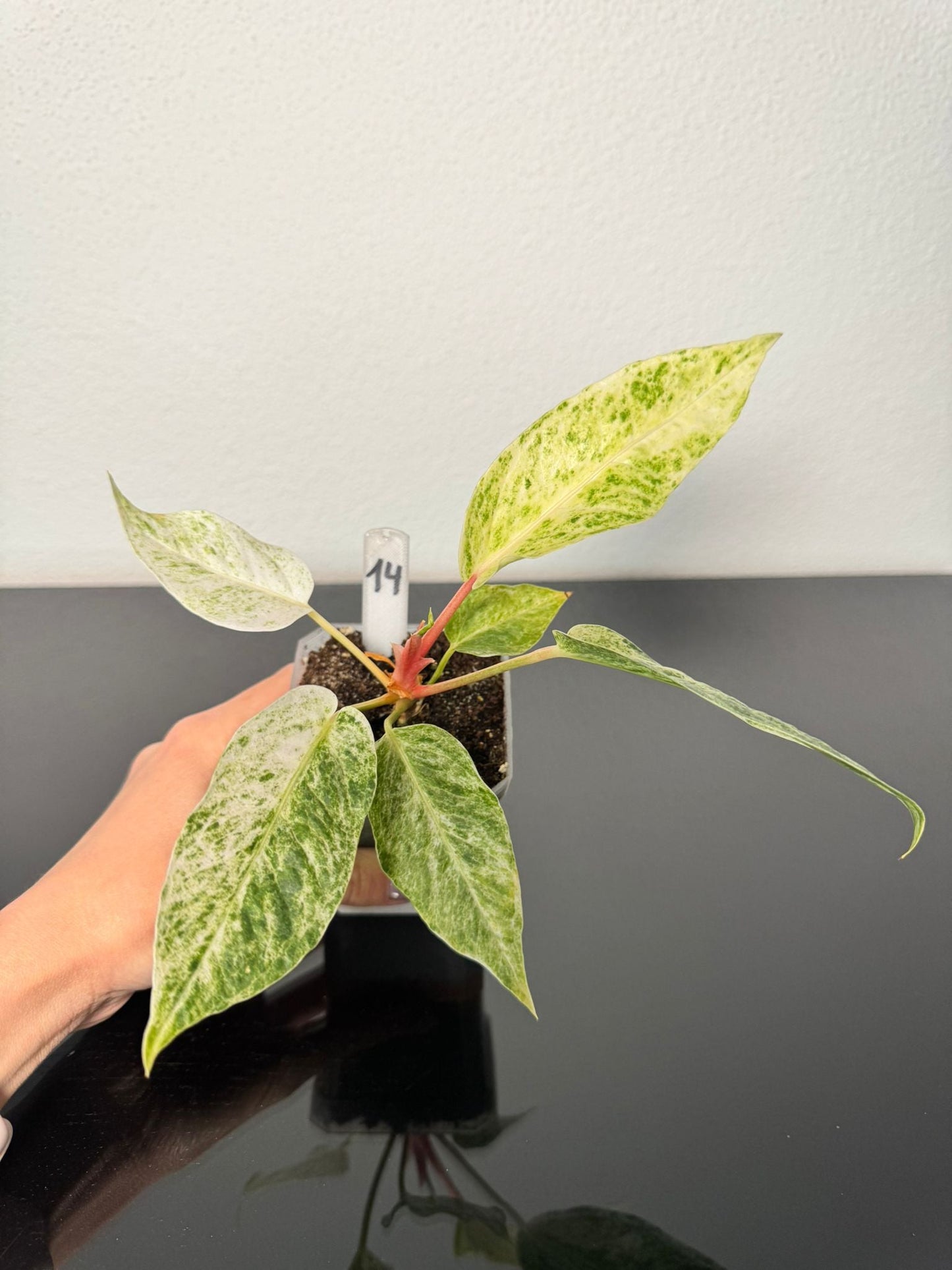 Anthurium Hookeri Variegata FoxerasPlants