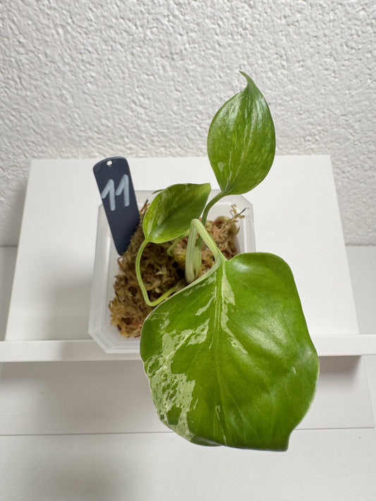 Monstera Bulbasaur Nr. 11 FoxerasPlants
