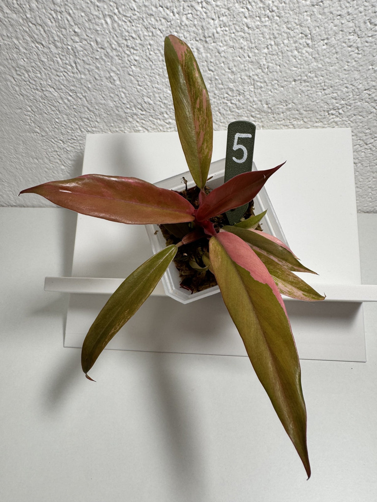 Philodendron Caramel Marble Nr. 5 FoxerasPlants