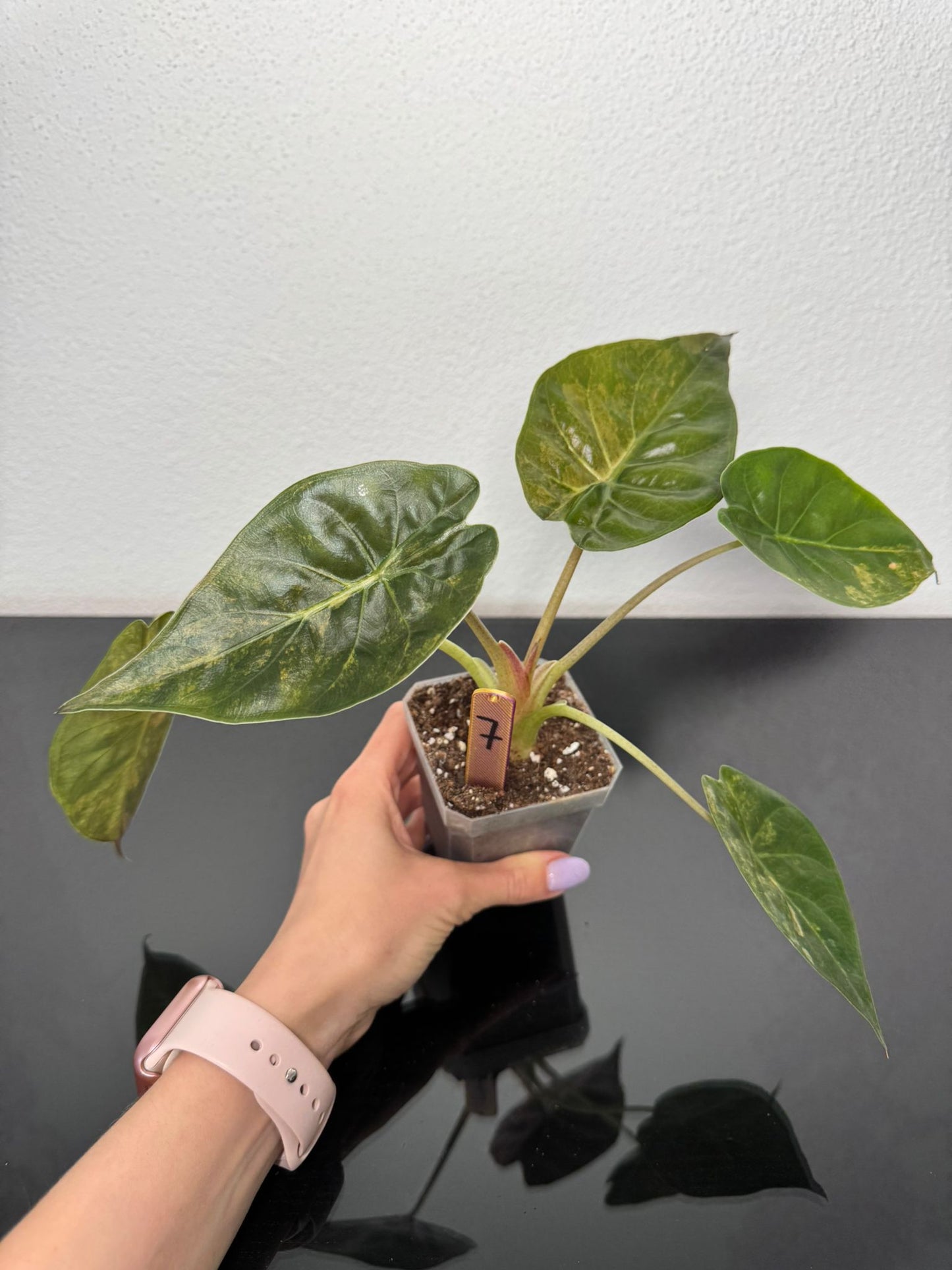Alocasia Wentii Aurea