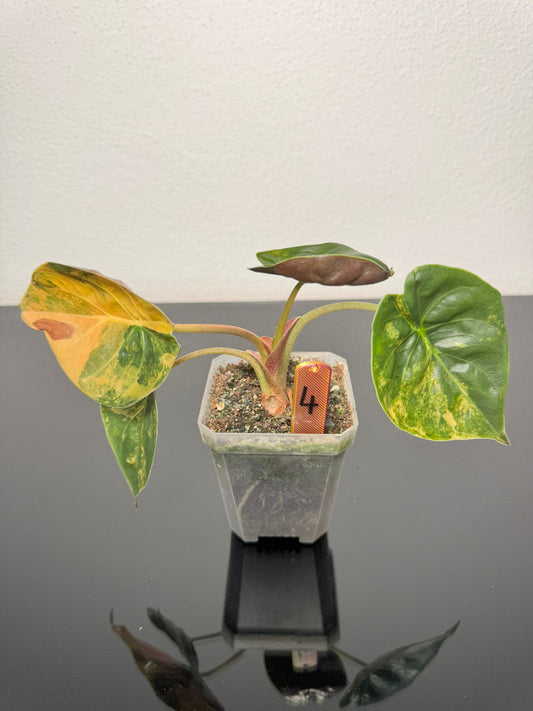 Alocasia Wentii Aurea
