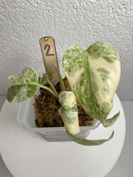 Monstera Legacy Nr. 2 FoxerasPlants