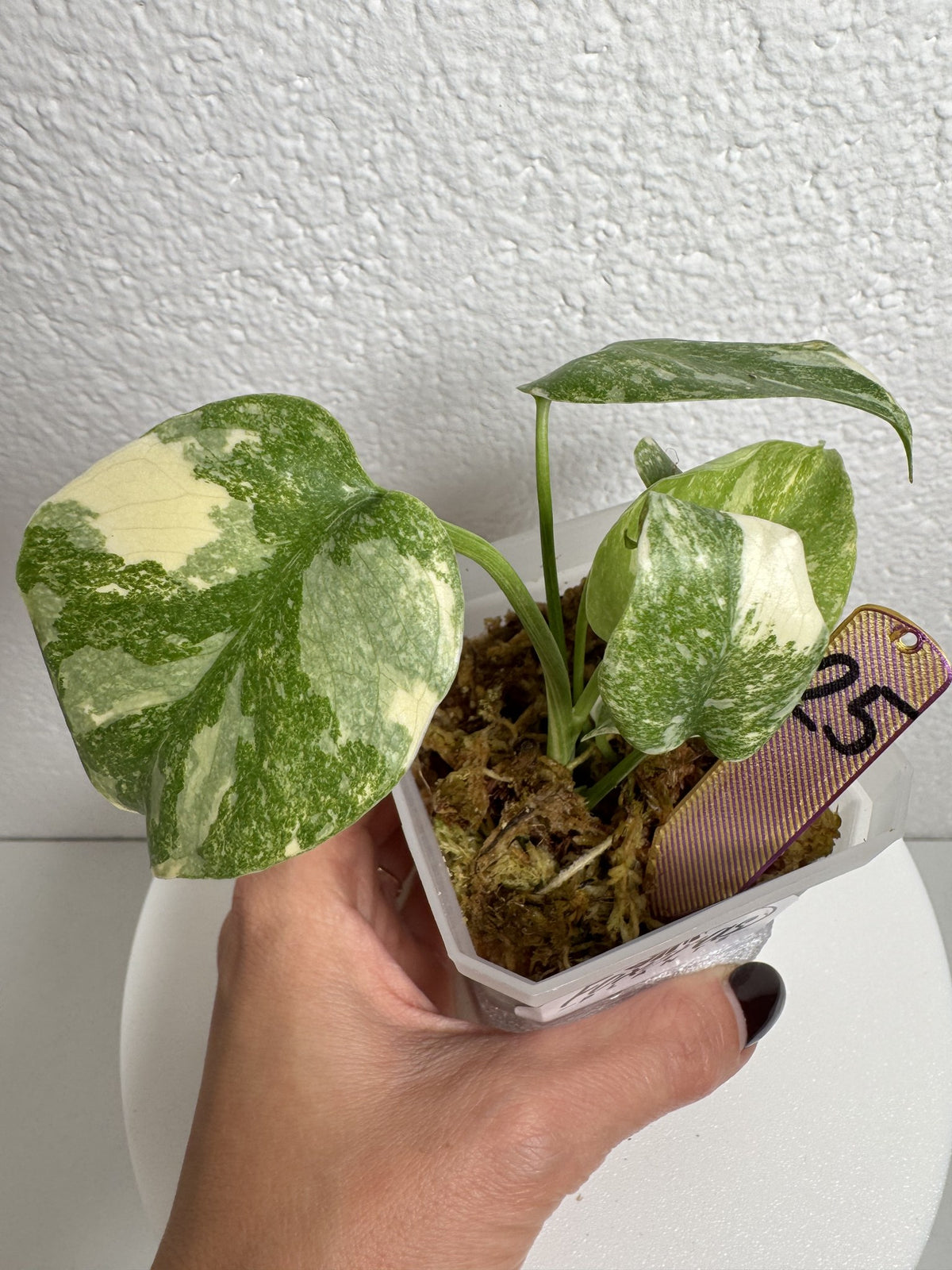 Monstera Legacy Nr. 25 FoxerasPlants