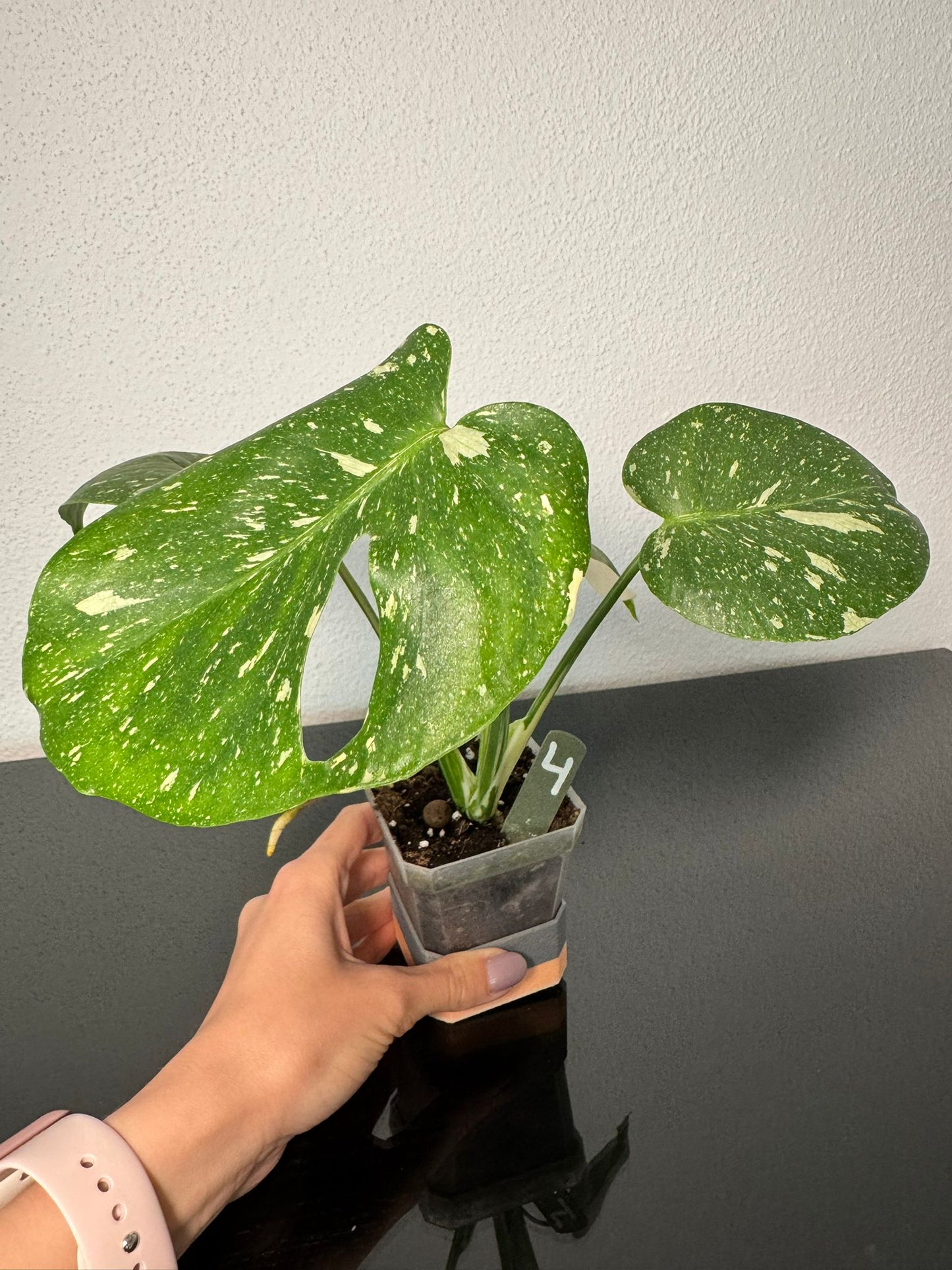 Monstera Thai Constellation High Var FoxerasPlants