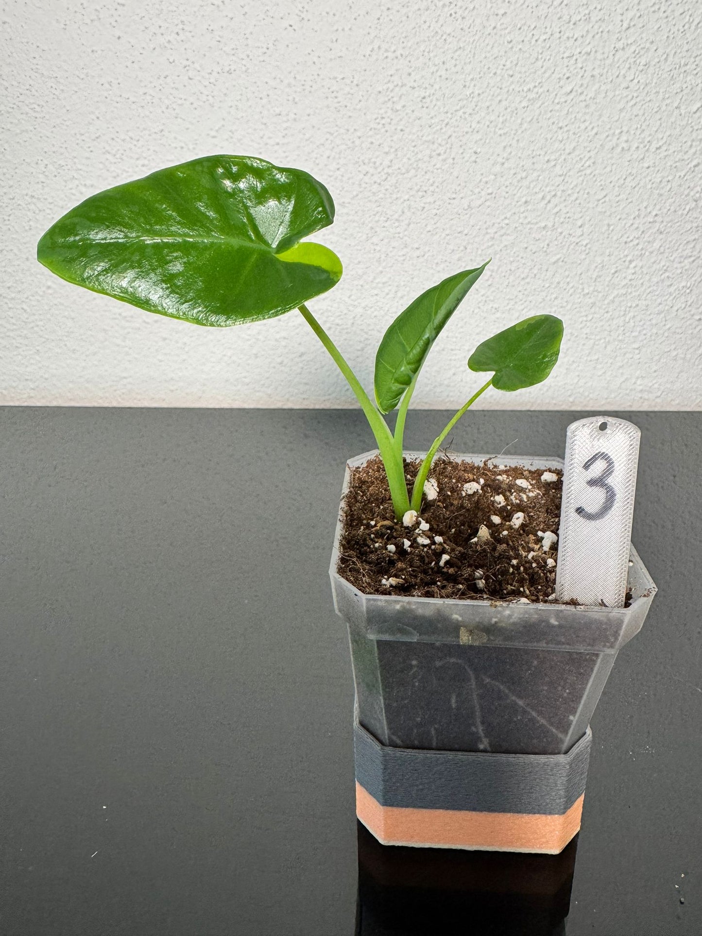 Leucocasia Gigantea Aurea