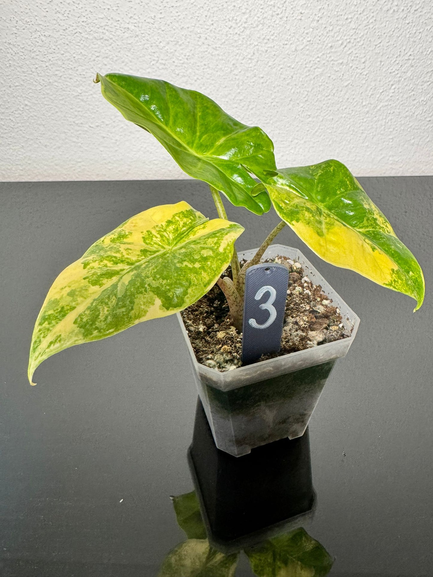 Alocasia Portodora Aurea