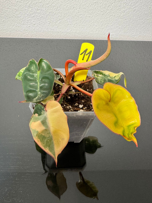 Philodendron Billitiae Variegata