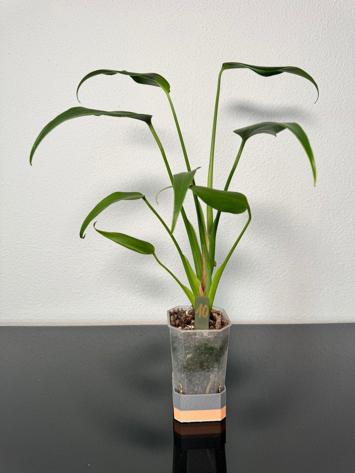 Monstera Burle Marx Flame