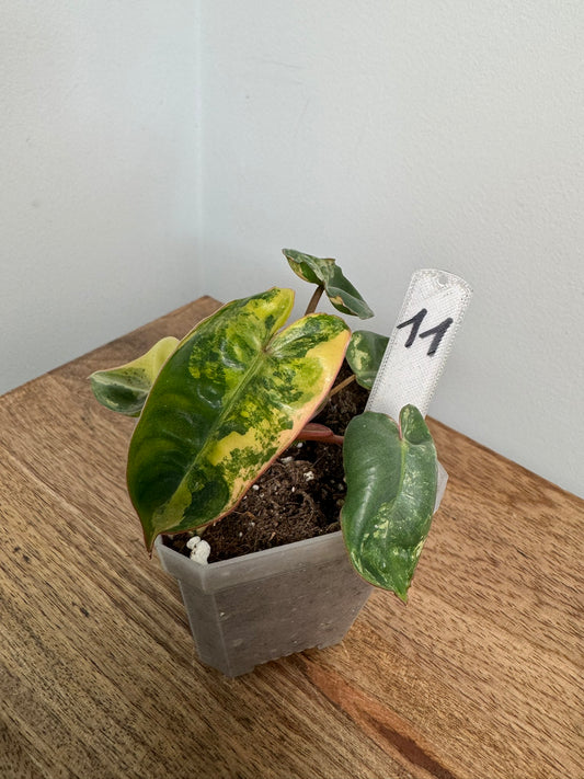 Philodendron Billitiae Variegata akklimatisiert