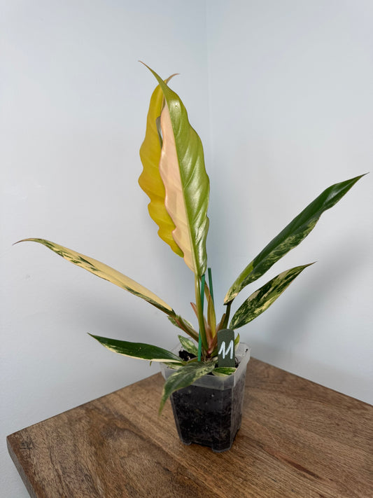 Philodendron Caramel Marble akklimatisiert