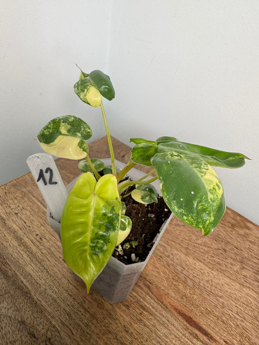 Philodendron Billitiae Variegata akklimatisiert