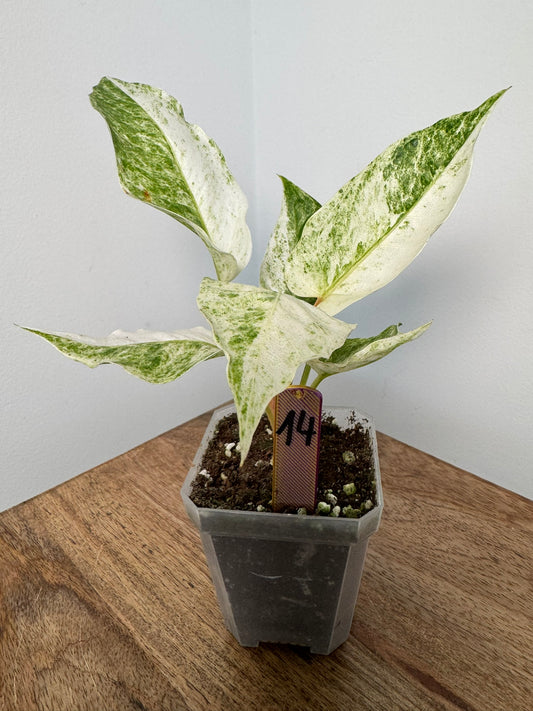 Anthurium Hookeri Variegata akklimatisiert
