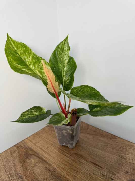 Anthurium Hookeri Variegata akklimatisiert