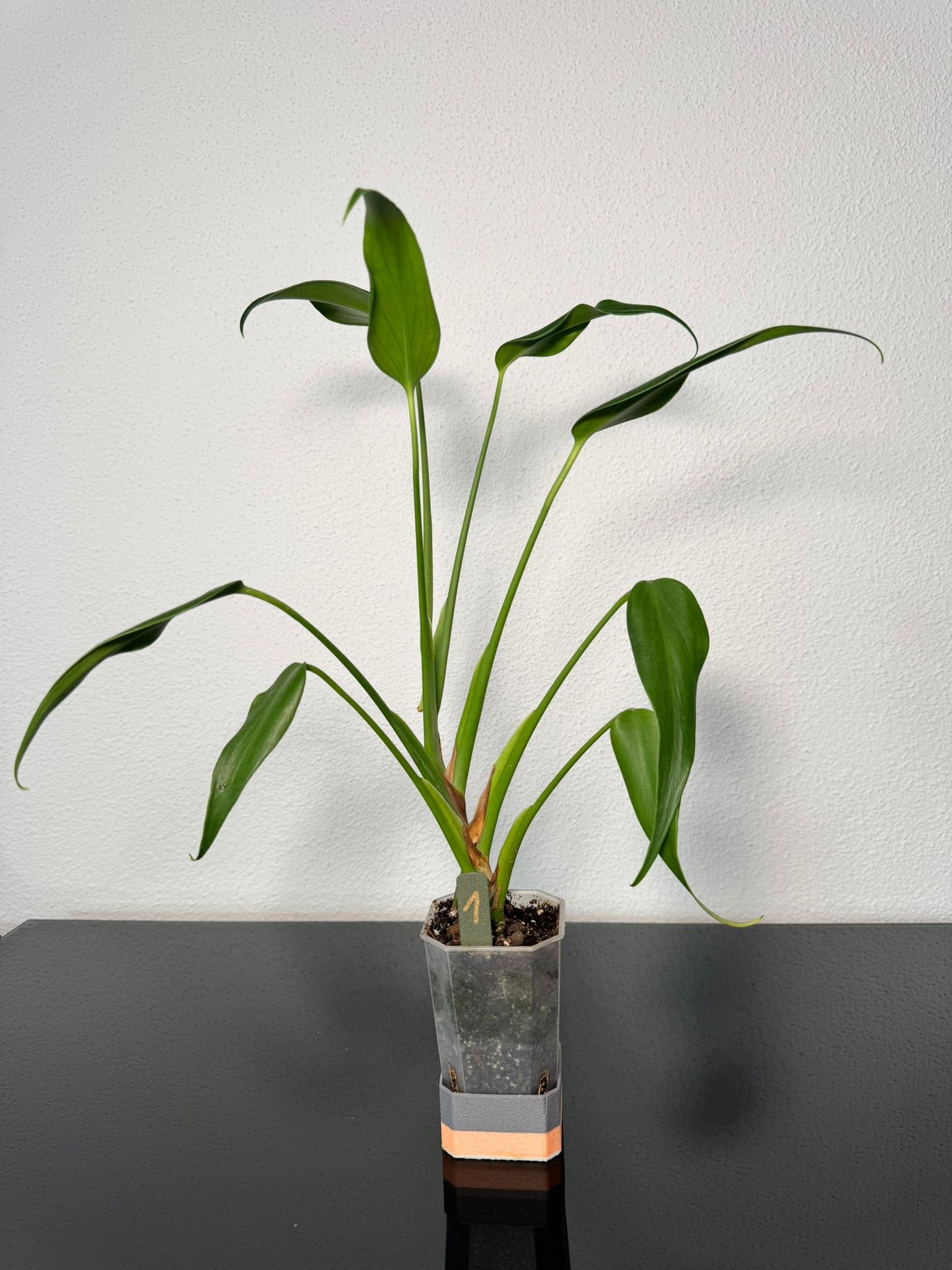 Monstera Burle Marx Flame