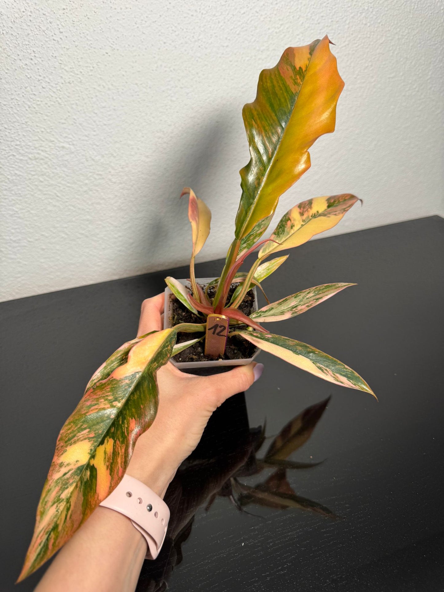 Philodendron Caramel Marble
