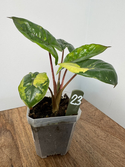 Alocasia Yucatan Princess Variegata akklimatisiert