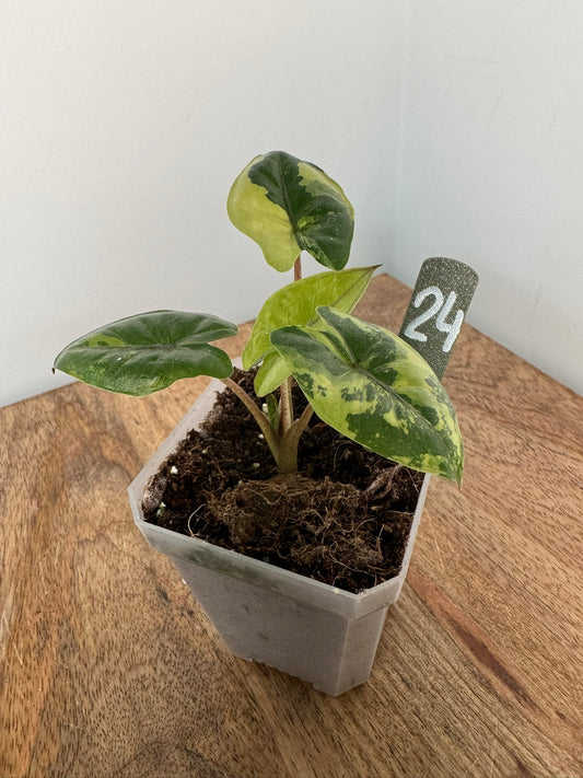 Alocasia Yucatan Princess Variegata akklimatisiert