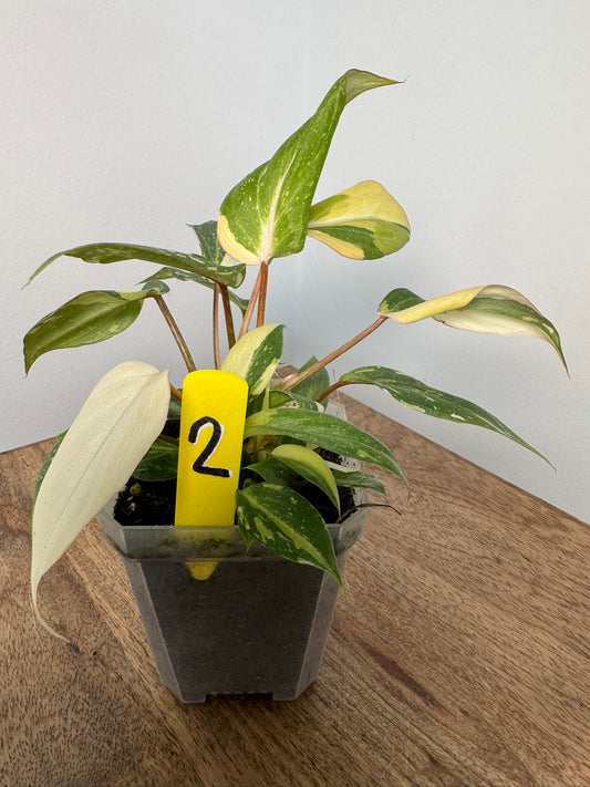 Philodendron Gloriosum Tricolor Variegata akklimatisiert