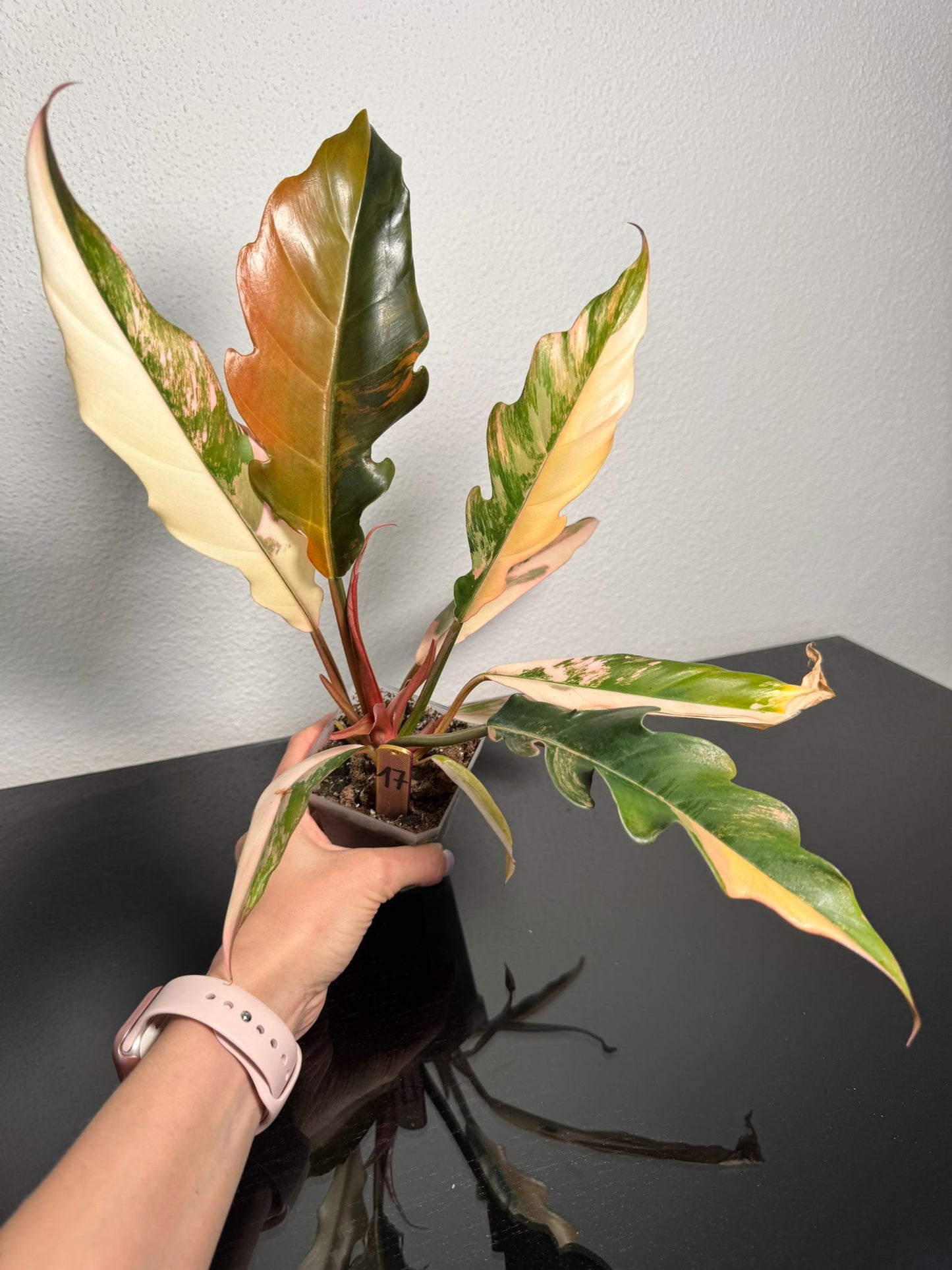 Philodendron Caramel Marble