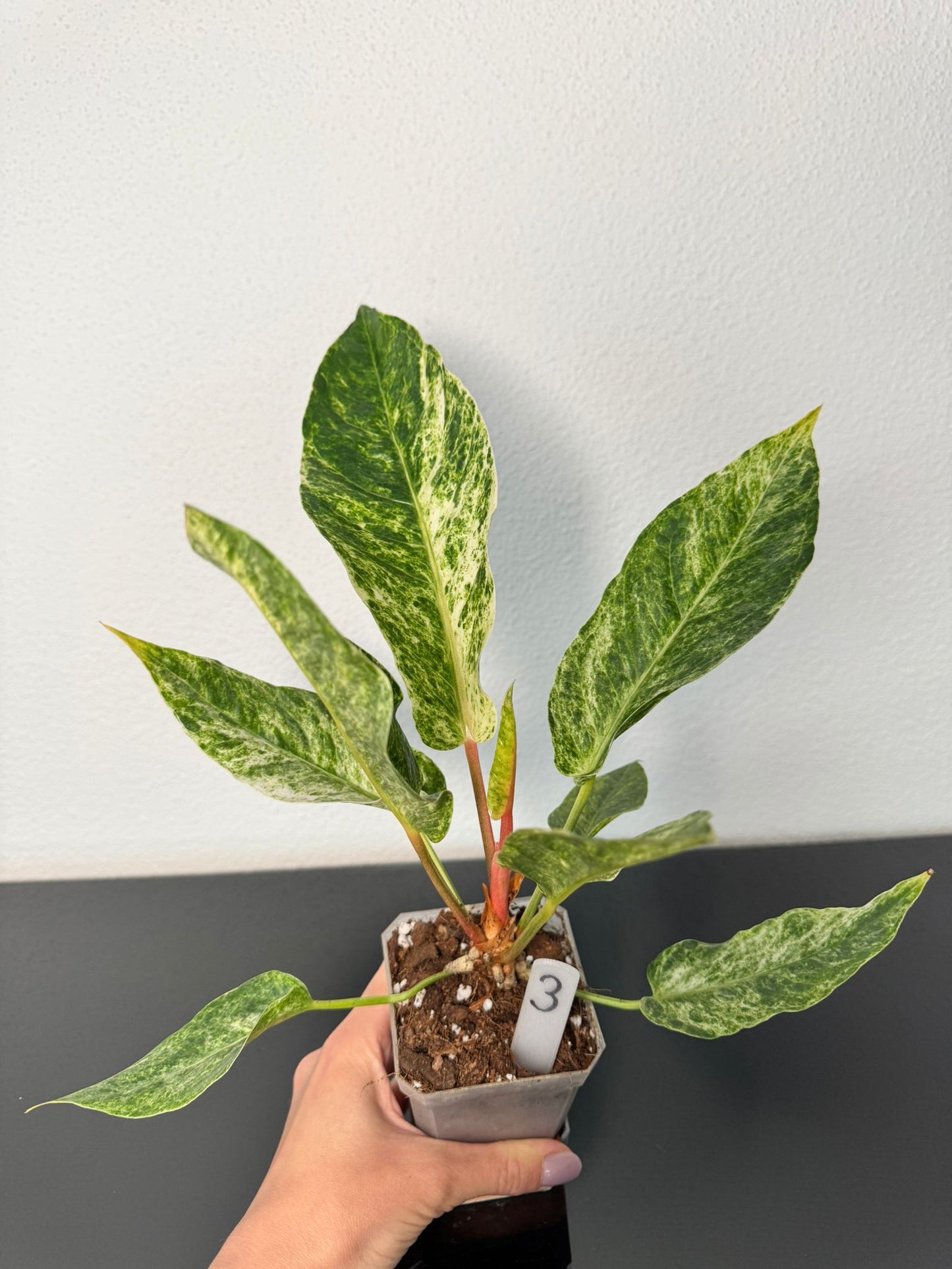 Anthurium Hookeri Variegata