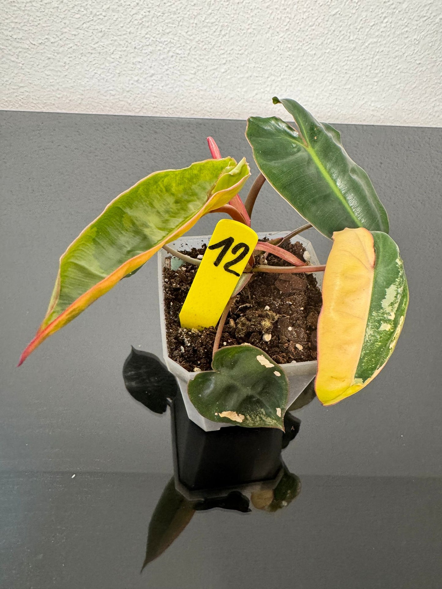 Philodendron Billitiae Variegata