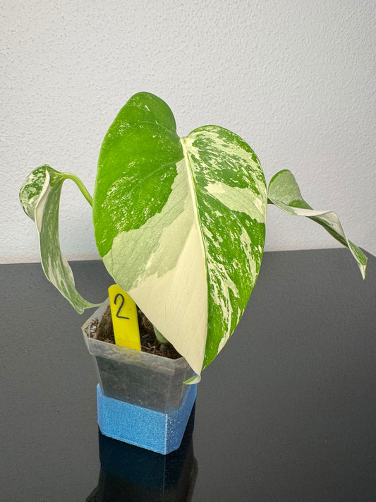 Monstera Deliciosa Borsigiana Variegata