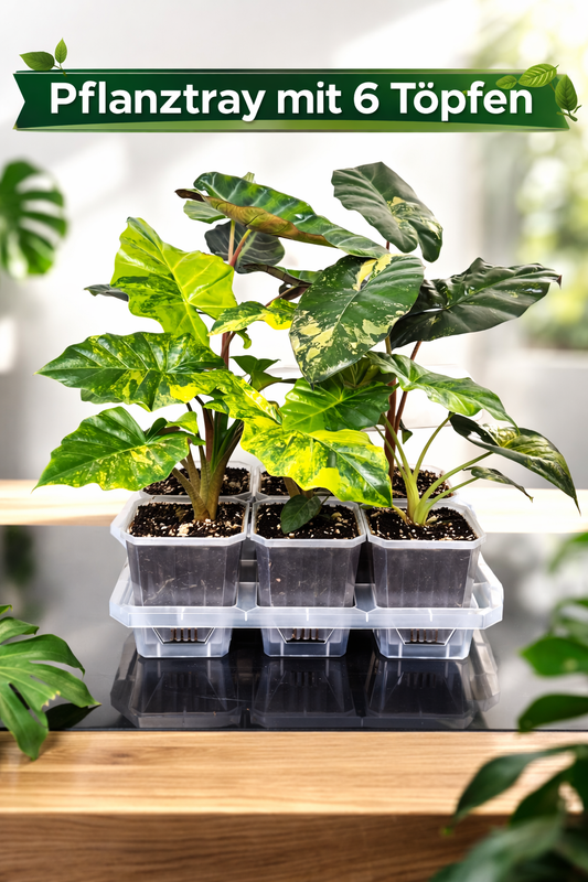 Pflanztray 6 Pflanzen transparent aus PP-Kunststoff