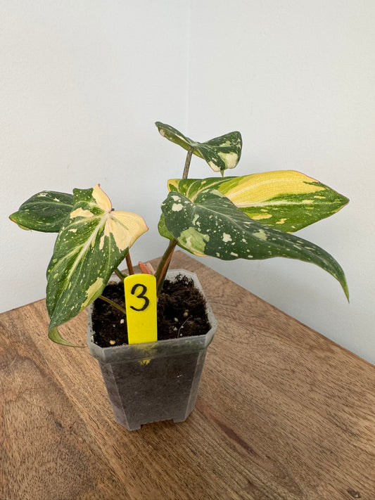 Philodendron Gloriosum Tricolor Variegata akklimatisiert
