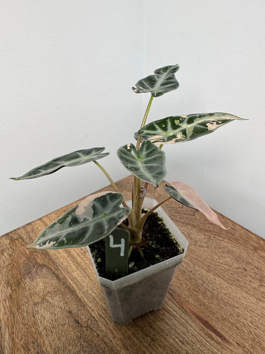 Alocasia Bambino Arrow Pink akklimatisiert