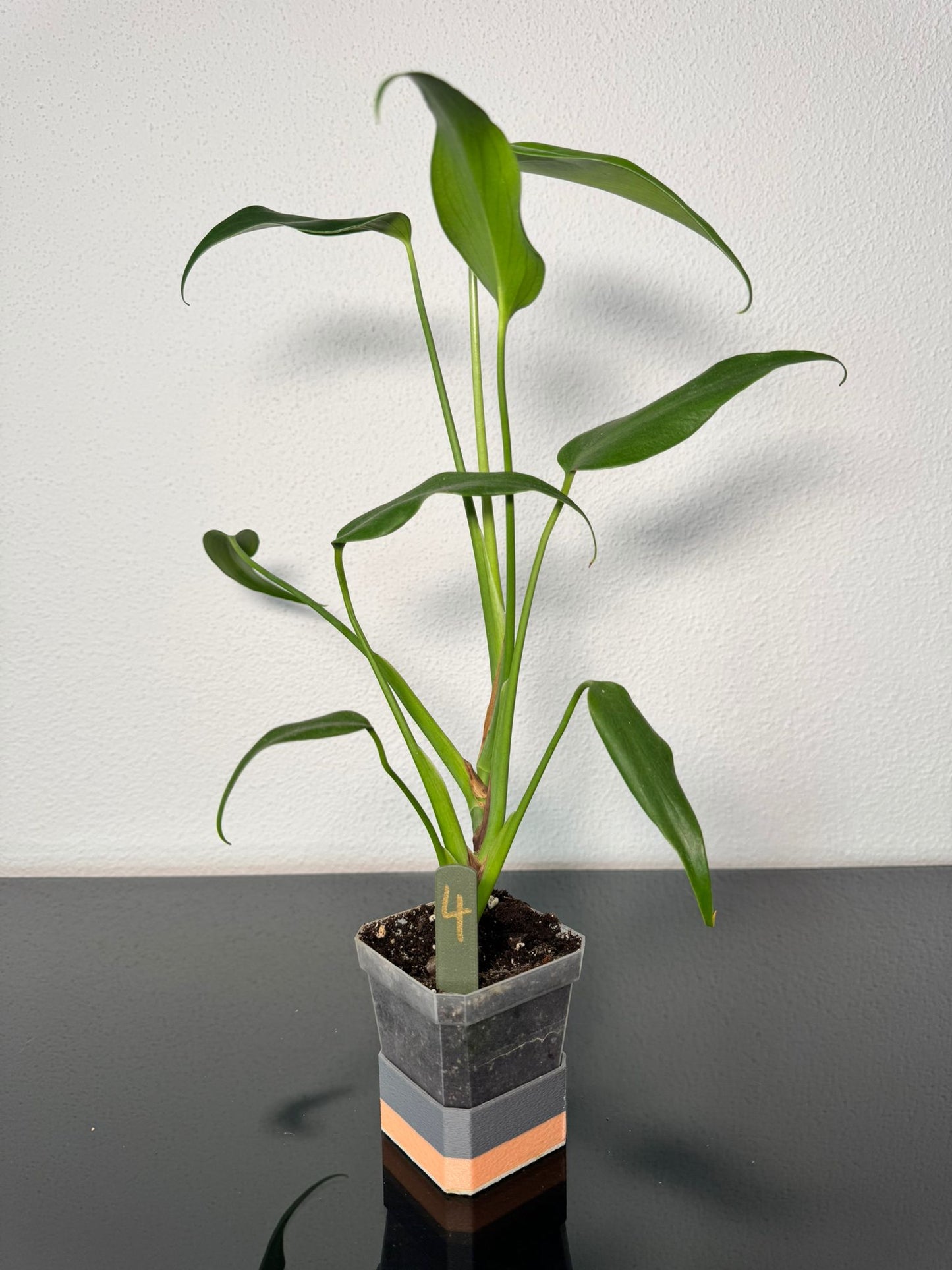 Monstera Burle Marx Flame