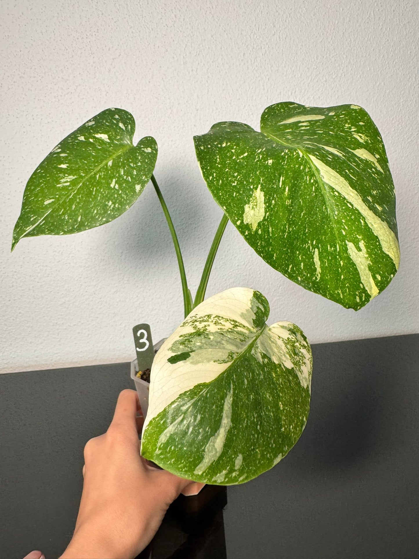 Monstera Thai Constellation High Var FoxerasPlants